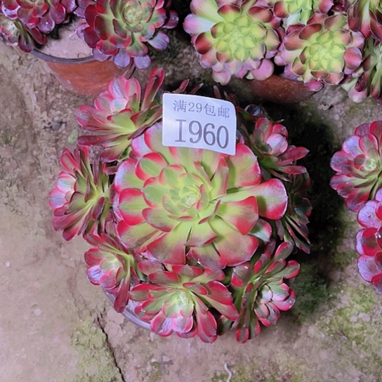 1960安娜多肉植物