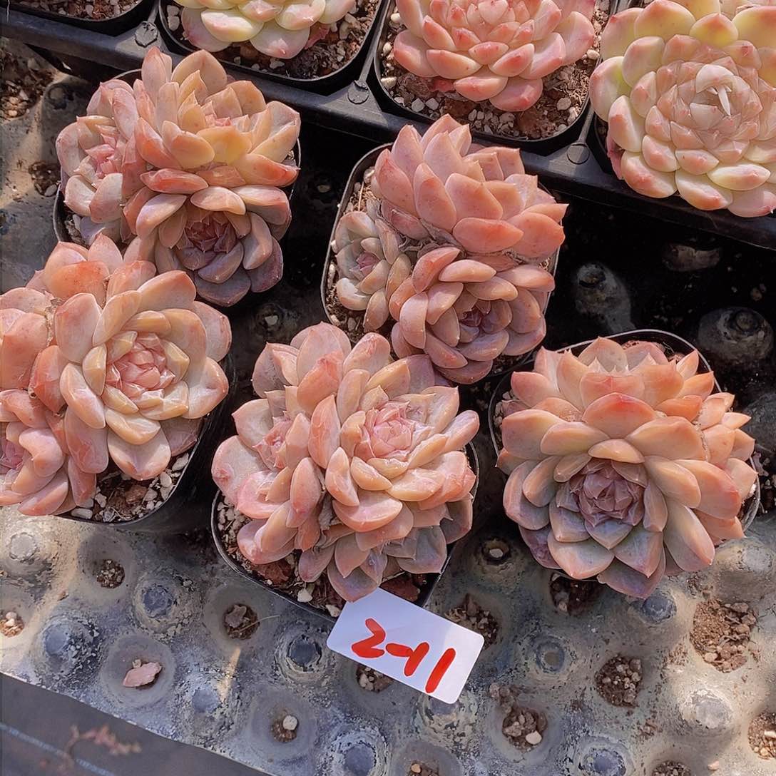 2-11-草莓啵啵三头福利一颗 量拍