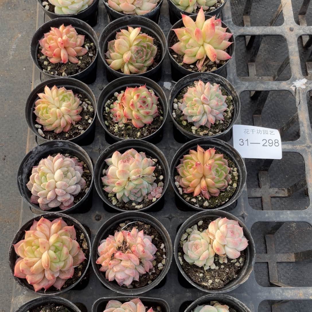 一物一拍18颗31-298