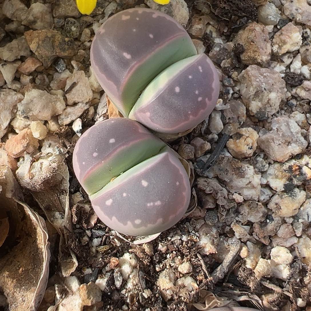 1012 生石花福利炸