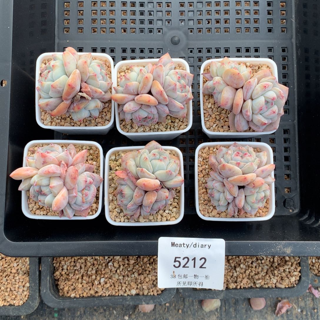 特5212精控星影石榴籽3头4到5厘米6颗一组