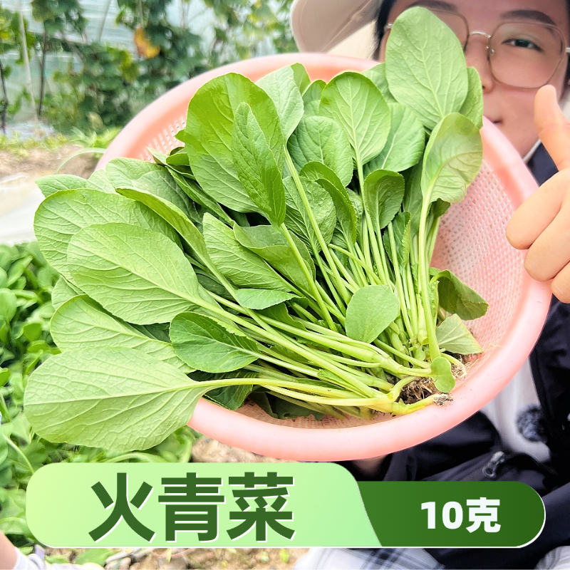 速生火青菜种子夏秋全国种植15天采收青菜种籽甄选甜脆品质生长快