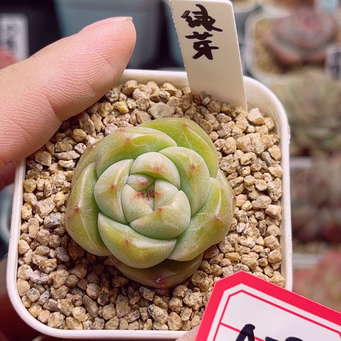 A794 一物一拍 绿芽