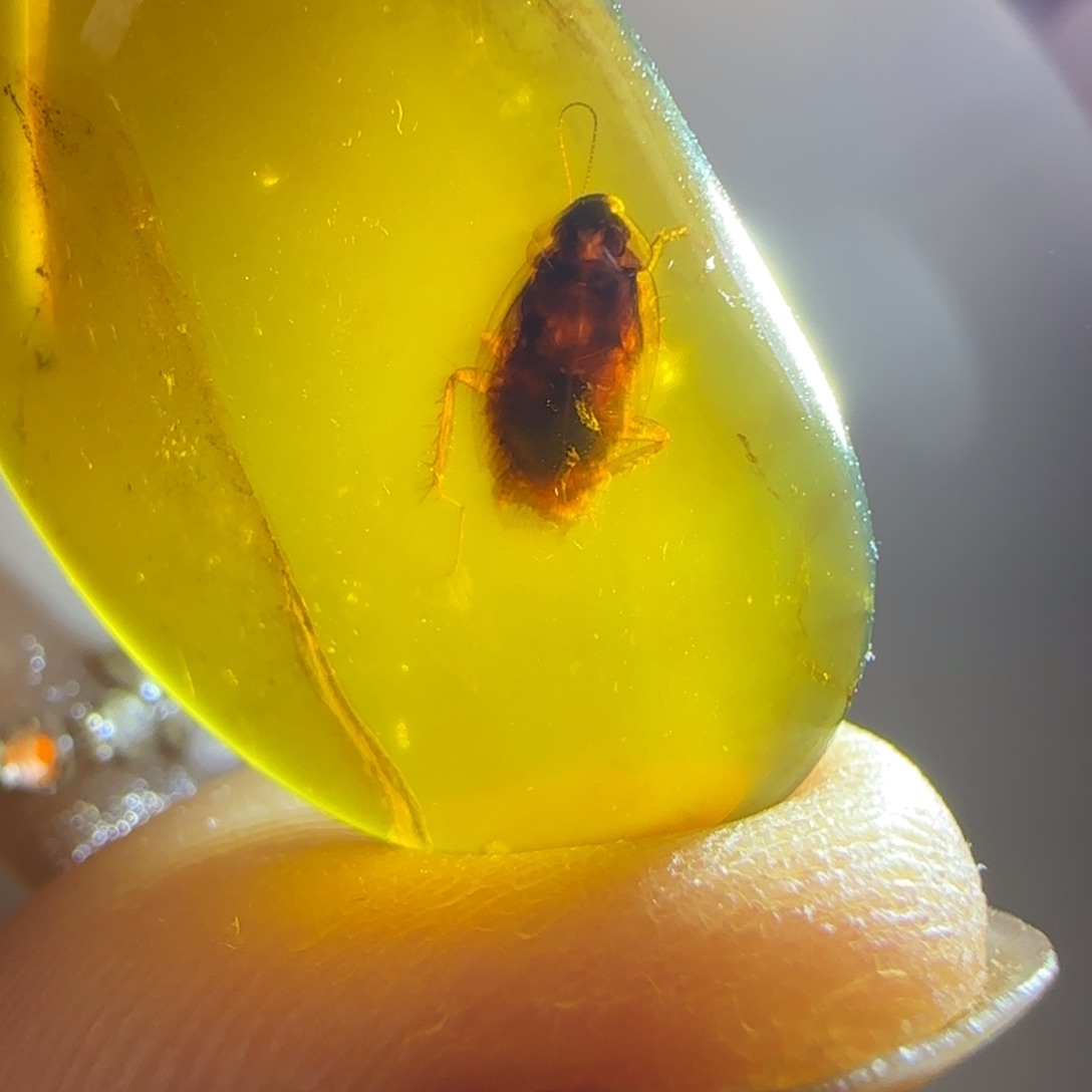 琥珀裸石未镶嵌蜚蠊