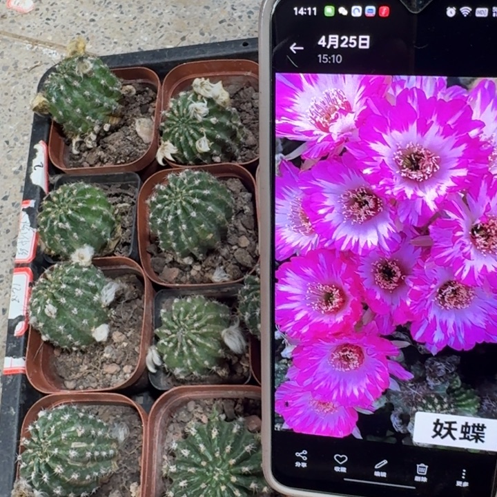 229丽花妖碟根3公分左右脱土发货斑软，20包邮