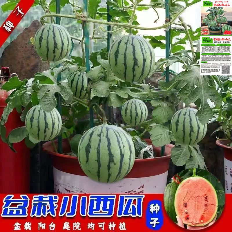 盆栽小西瓜种子室内四季超甜薄皮蜜罐西瓜种子盆栽蜂蜜小西瓜种子