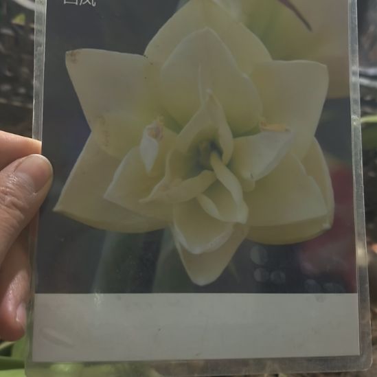 当前无花栽培后可以开花白凤6厘米带花剑