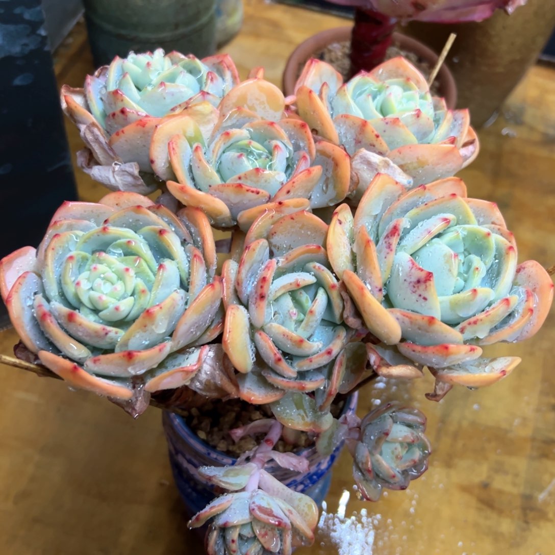 白雪公主28 零零多肉植物