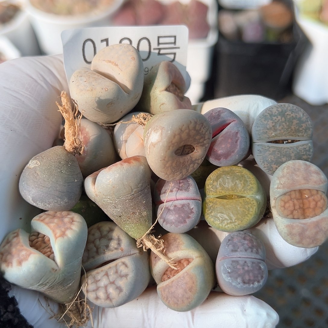 好养易活生石花大母本0180共19颗