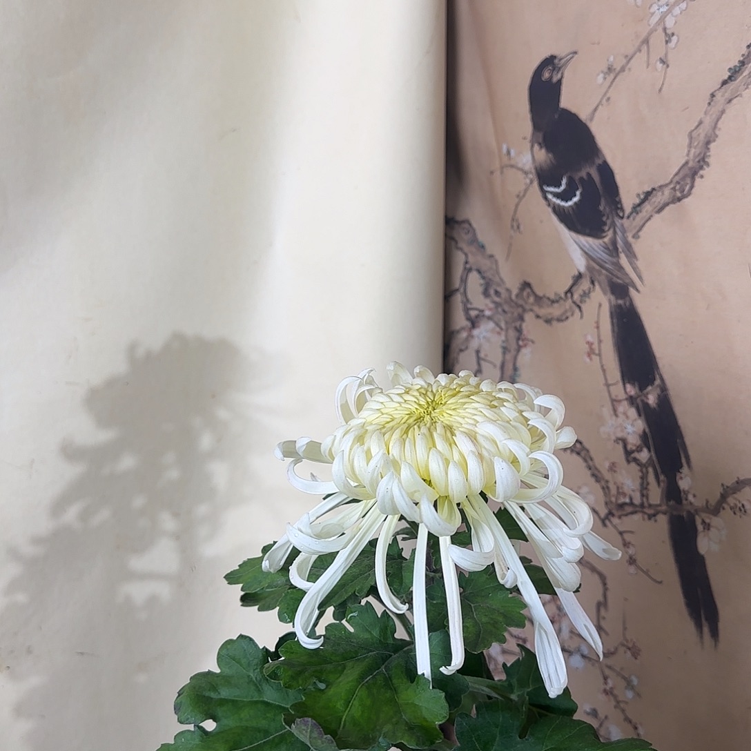 ****乔全部花朵G1111111