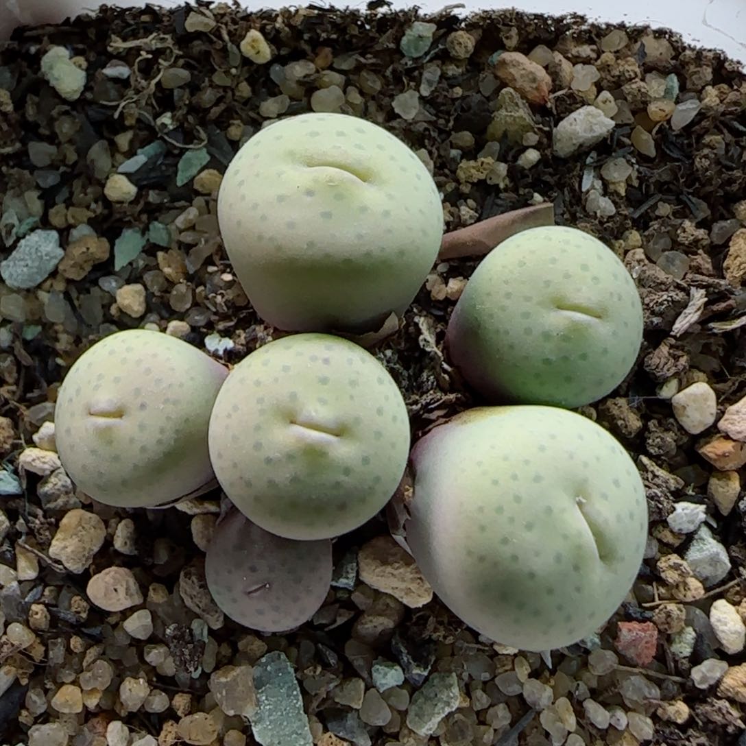 2-2-3-6全场8.8折58包邮奶油嘟嘟嘴脱土