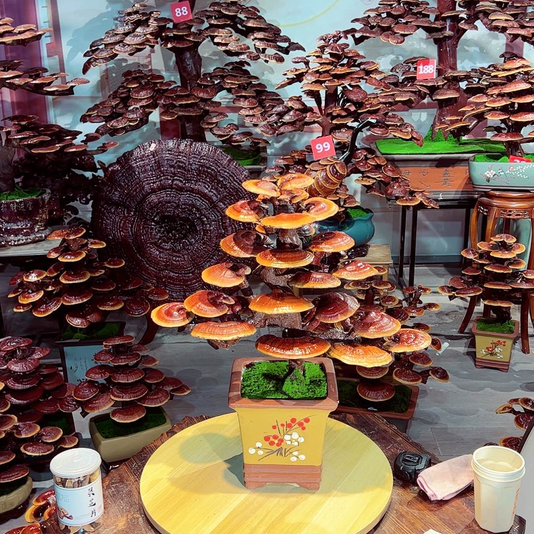 完全开放发财树发财树