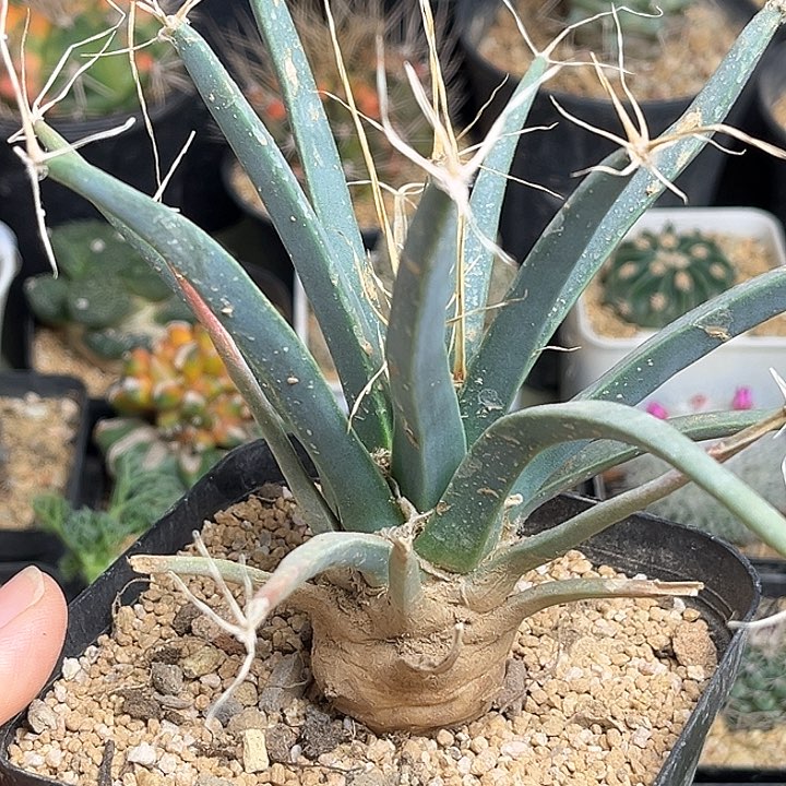 光山实生球一颗2.7公分根茎