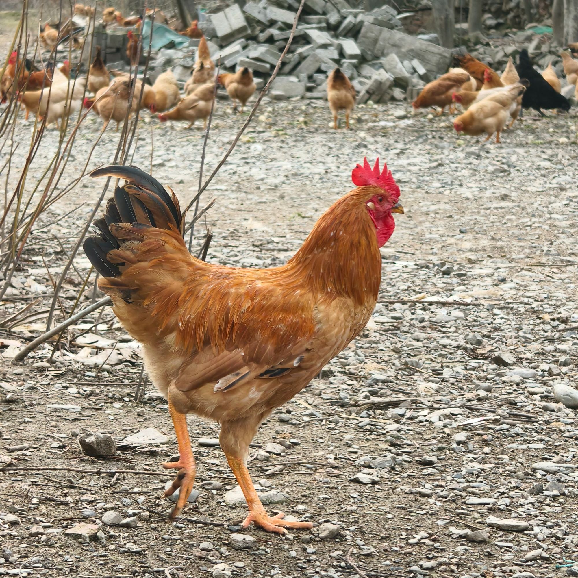正宗山养童仔鸡真空包装农家土鸡2只（公鸡）