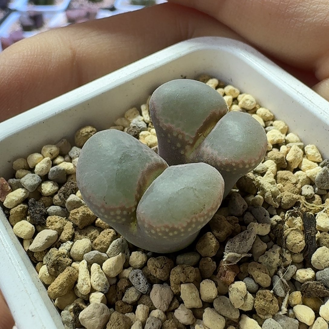 29号双头风铃一物一拍