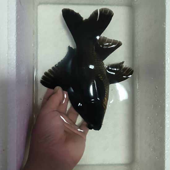 蝴蝶鲤鱼墨蝶大鳍大尾