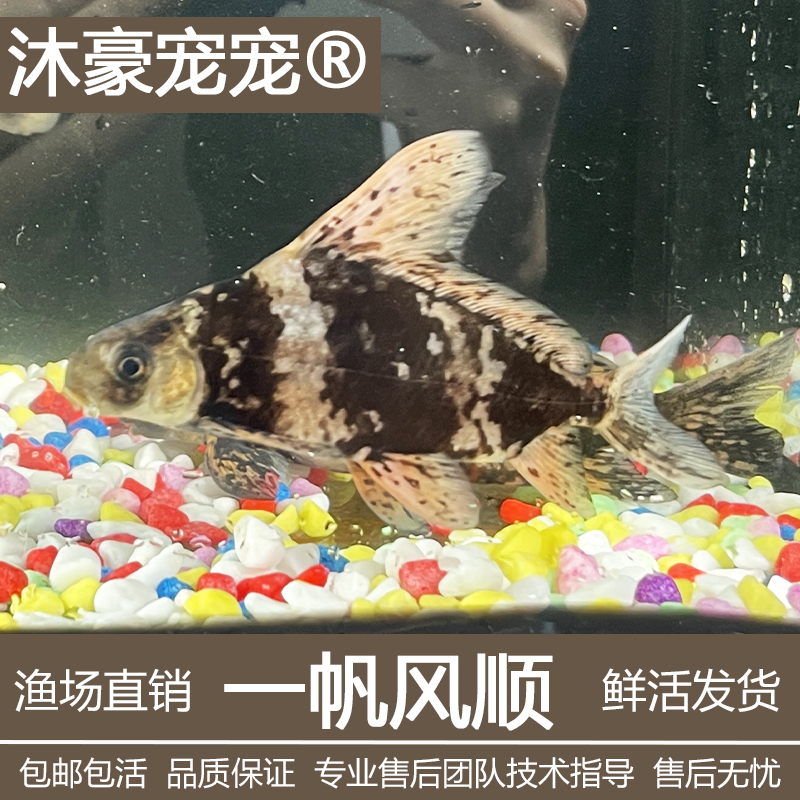 沐豪宠宠【一帆风顺】淡水冷水清道夫观赏鱼活体垃圾鱼清洁工具鱼