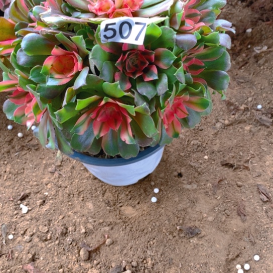 无花朵507多肉植物香妃