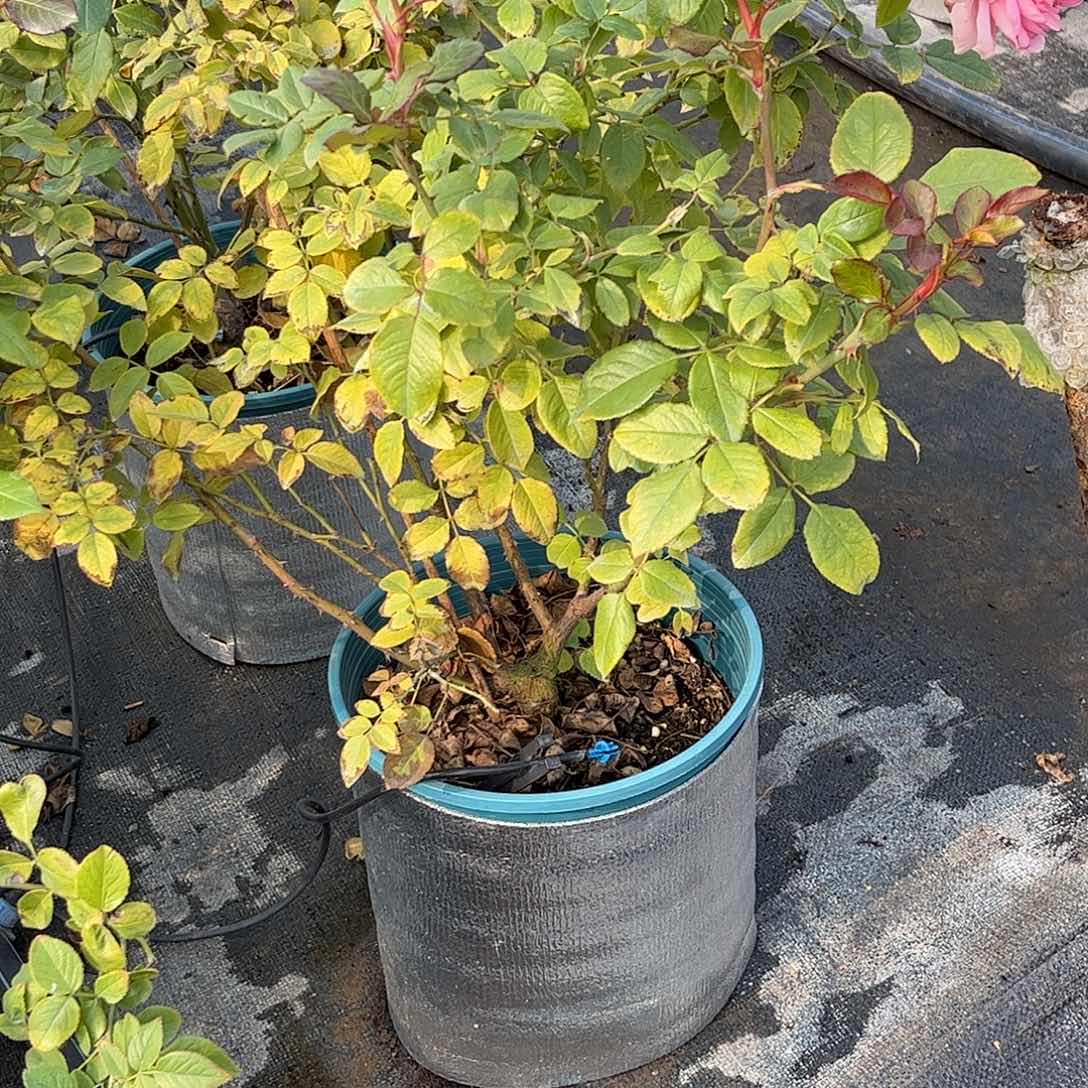 无花朵黛丝德蒙娜，2加仑土球修剪发货