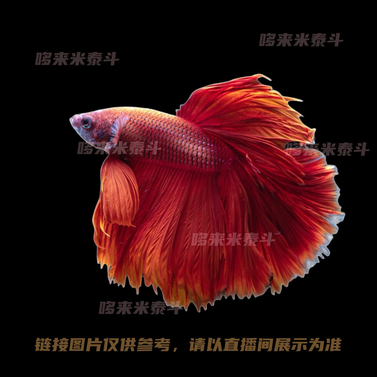 A1（ 001-024）哆来米泰斗直播选号泰国斗鱼小型热带观赏鱼无需打氧