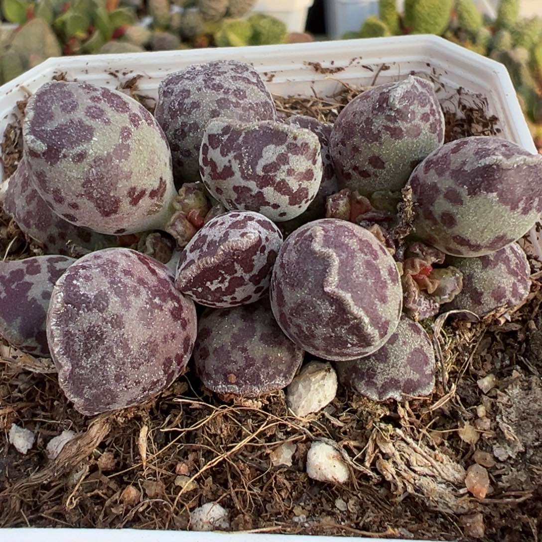 达摩海豹多头纯木质桩多肉植物