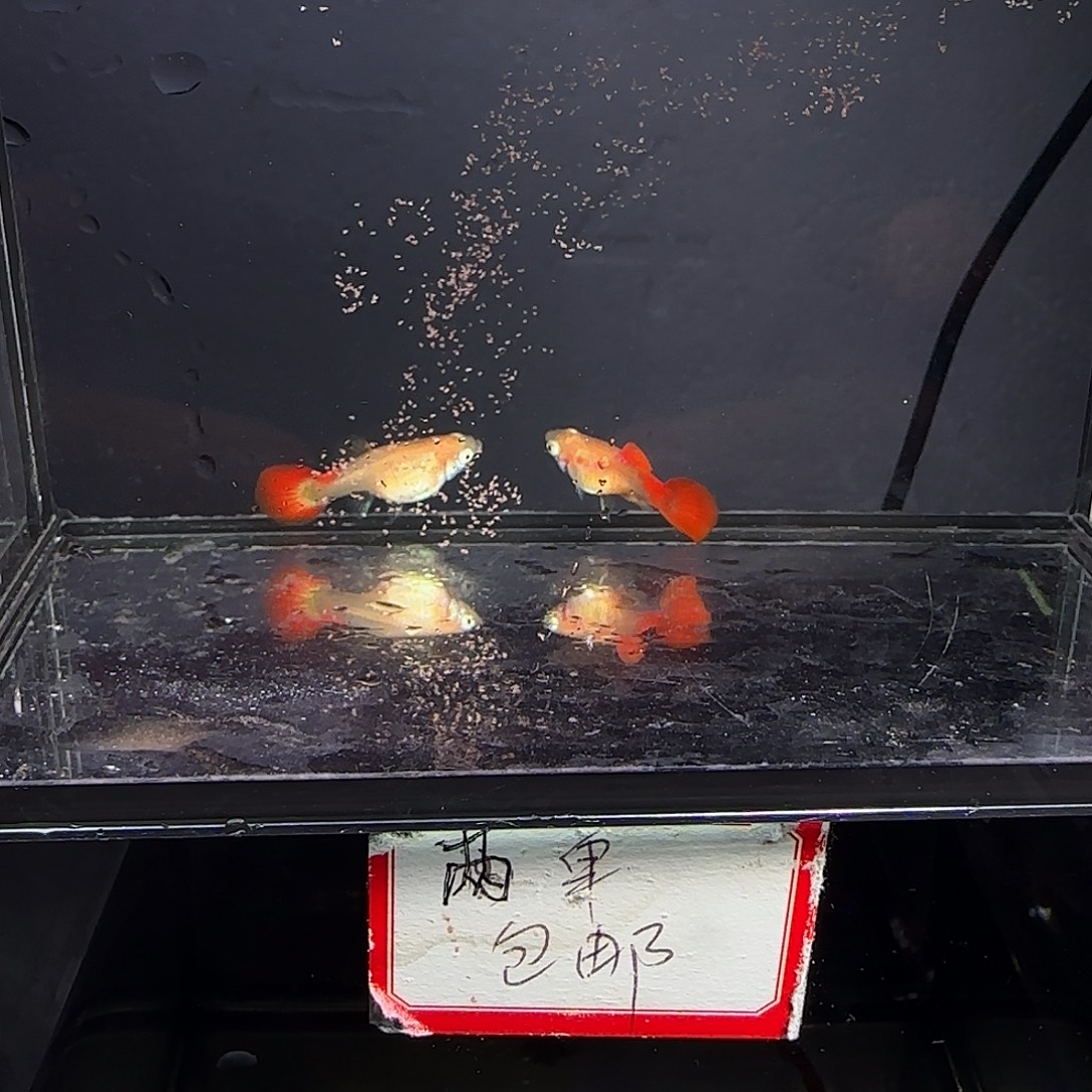 孔雀鱼黄暴球一对