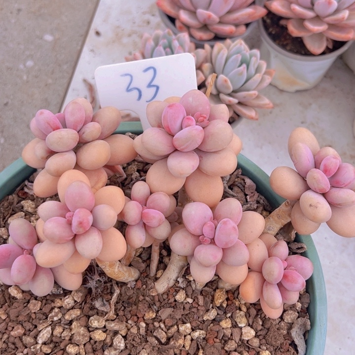 健健康康平平安安