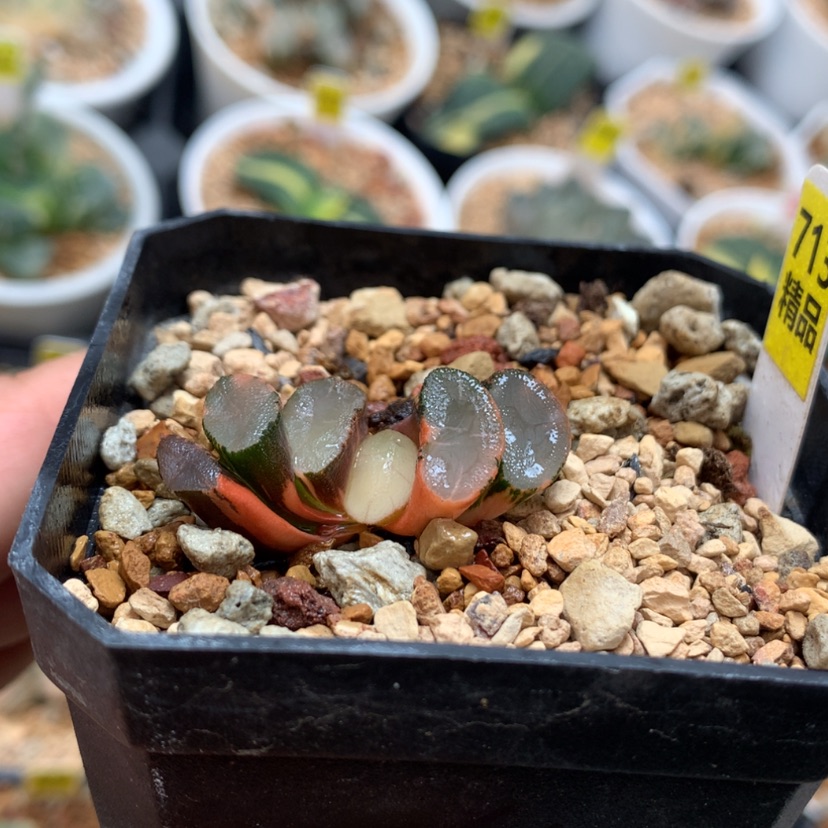 【闪购商品】713透镜万象