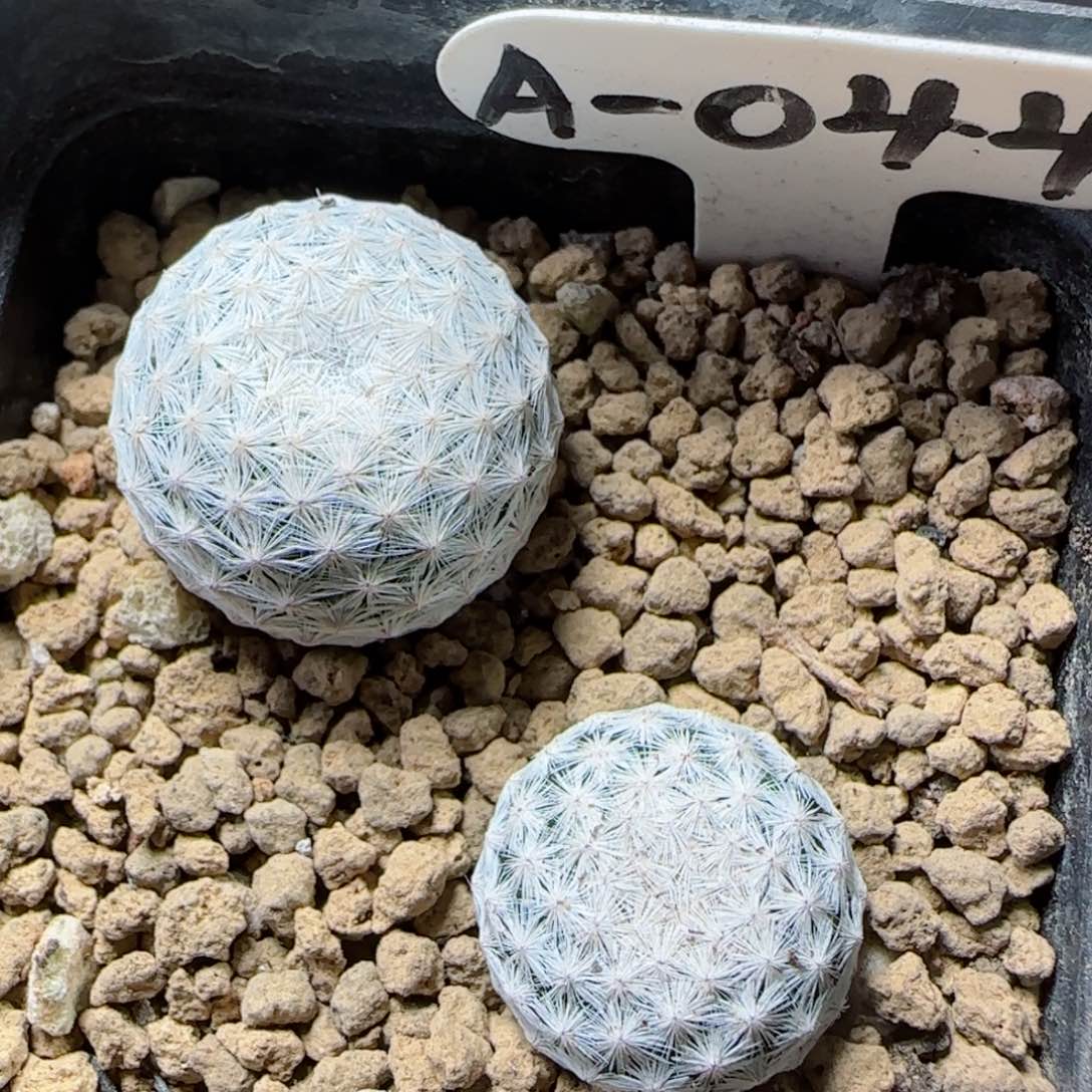 A44实生矮胖白鸟多肉两颗