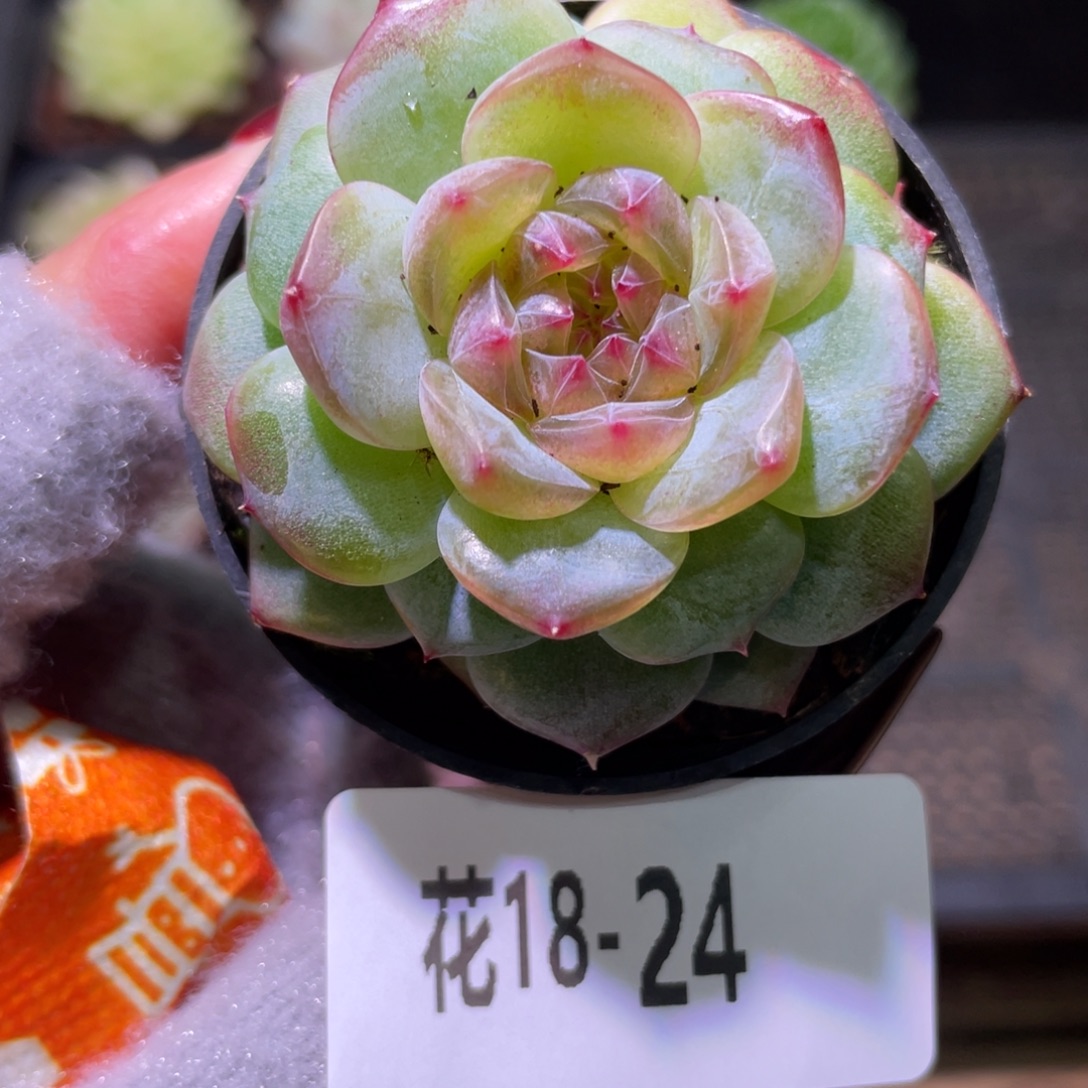 花利美18-24新品单头