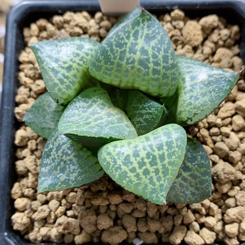 【闪购商品】20白鲸康平