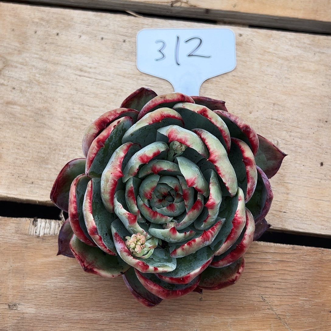 肥***)惊鸿仙子一物一拍312号