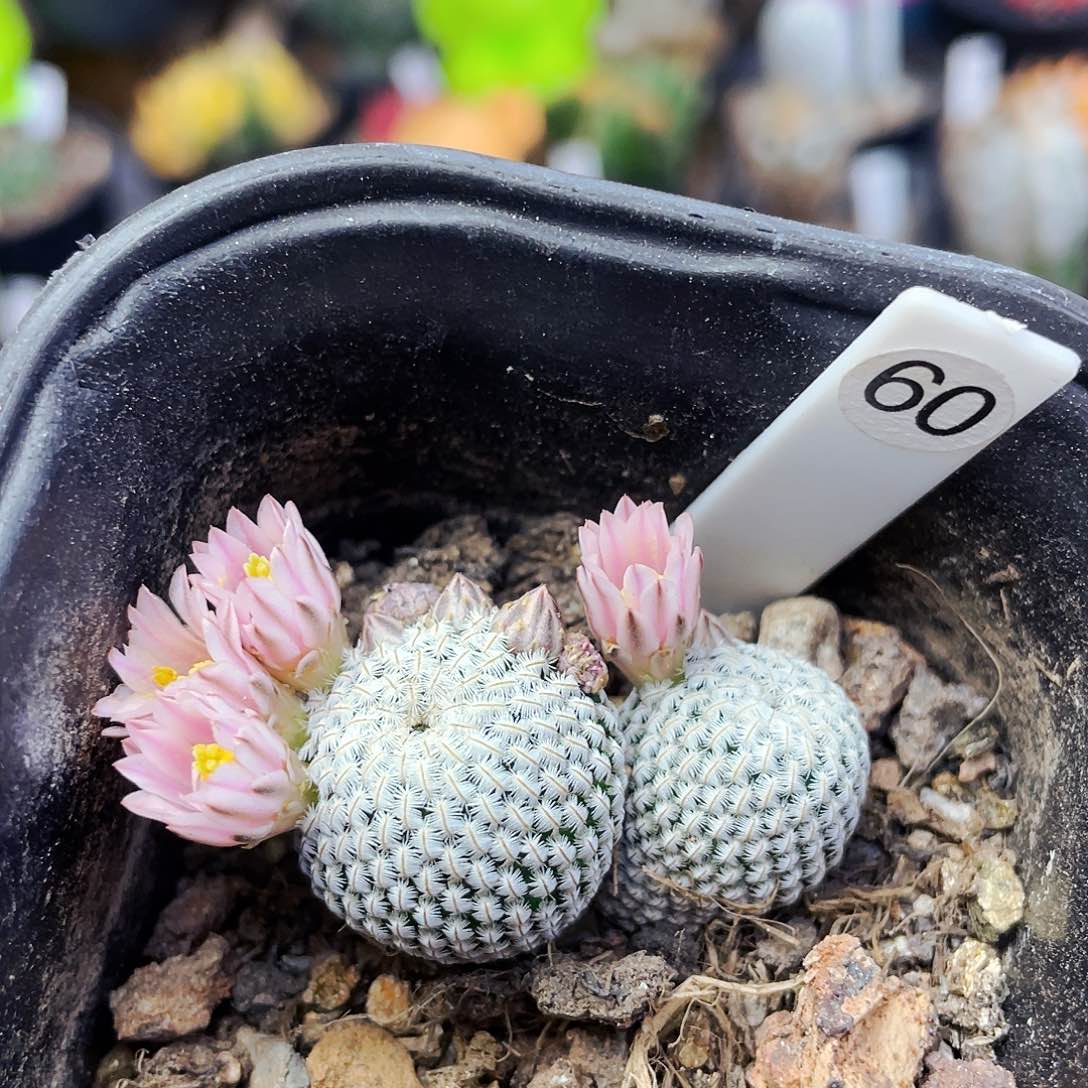 白鞋子非偏远地区满25包邮仙人球