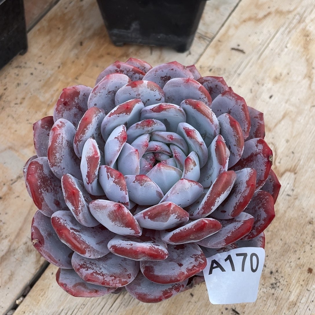富***‍170多肉植物多肉植物