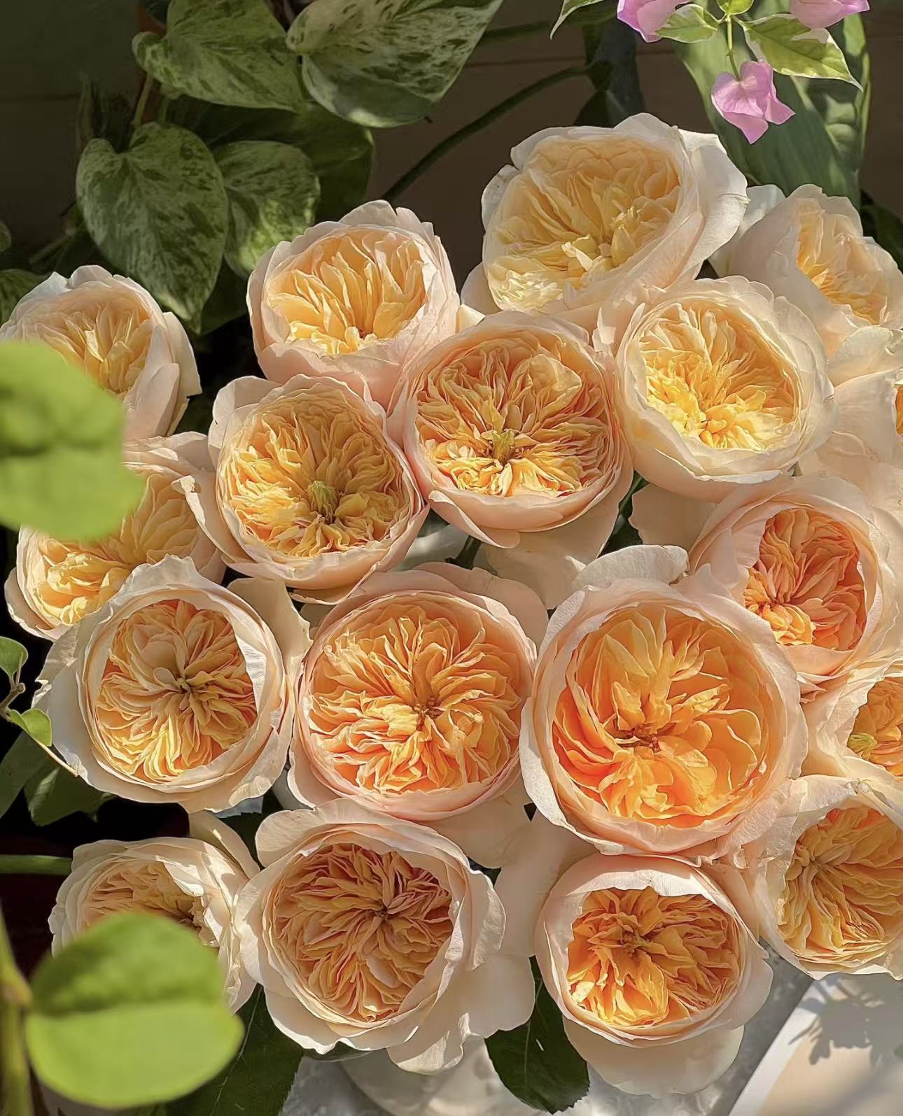 【陌上花开】朱丽叶-单头玫瑰（注意：带包装醒花哦~）