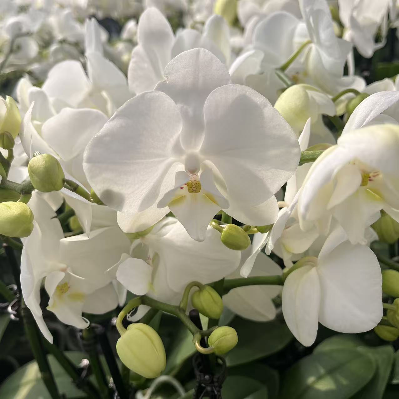 精选蝴蝶兰【世界小姐1】白色系蝴蝶兰 室内花卉绿植长花期基地直发