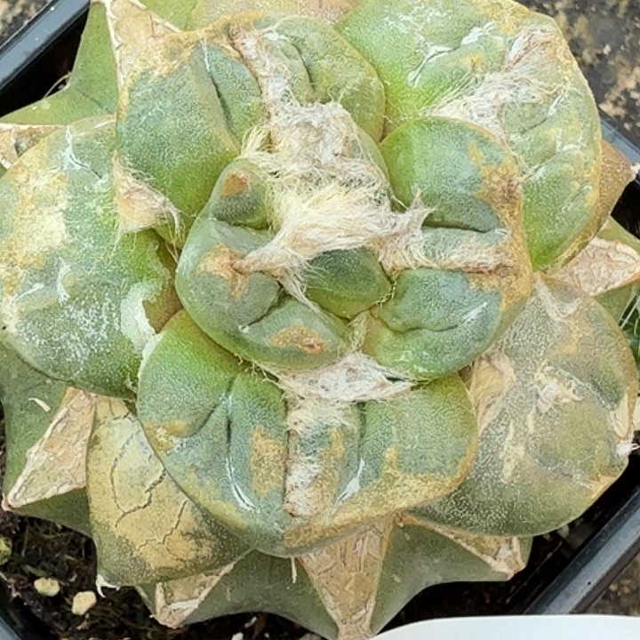 无花朵葵系青瓷539