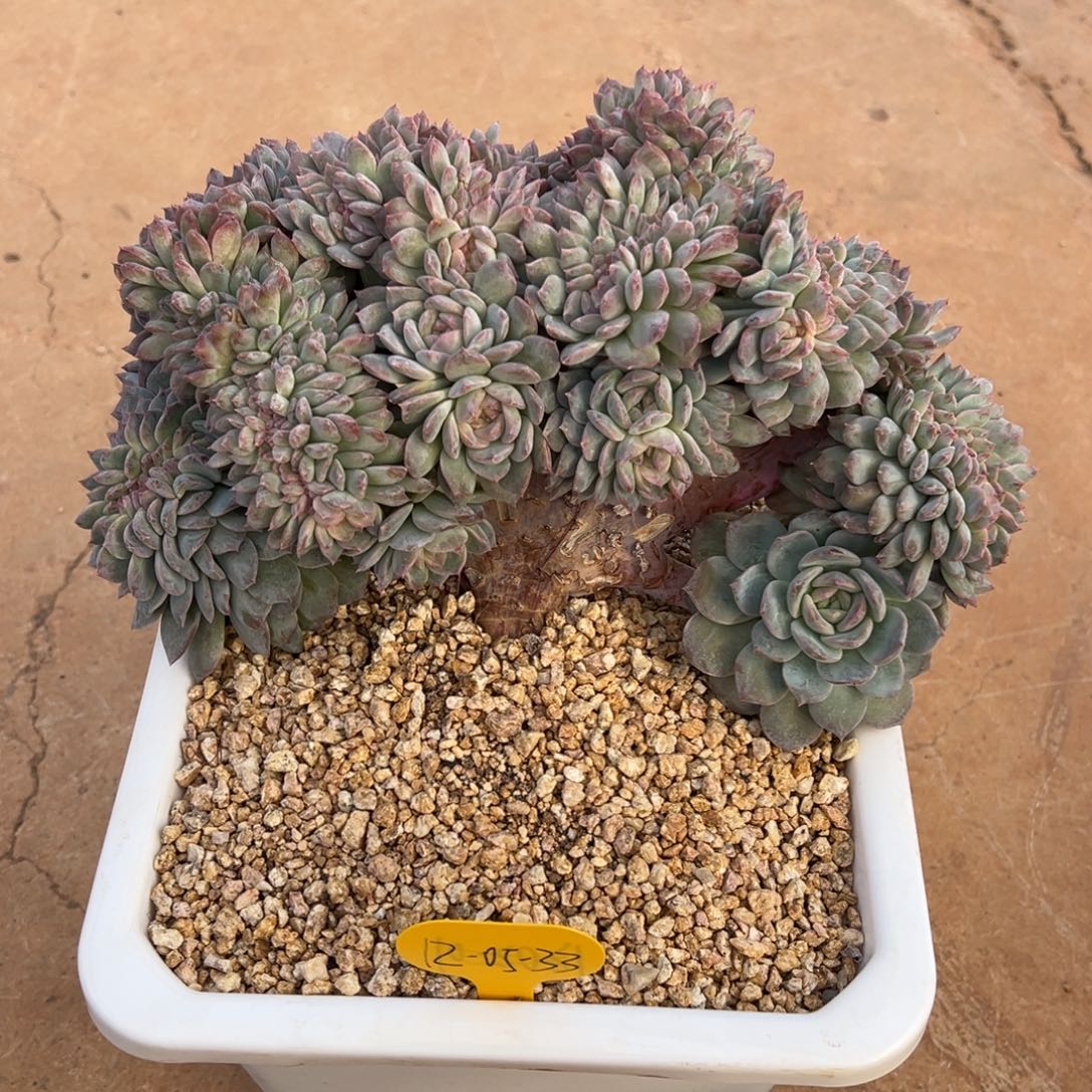 12-05-33冰魄缀补差价减冰魄缀