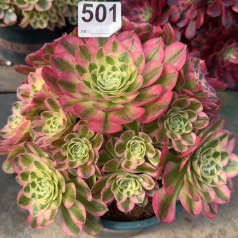 501玉资20厘米左右