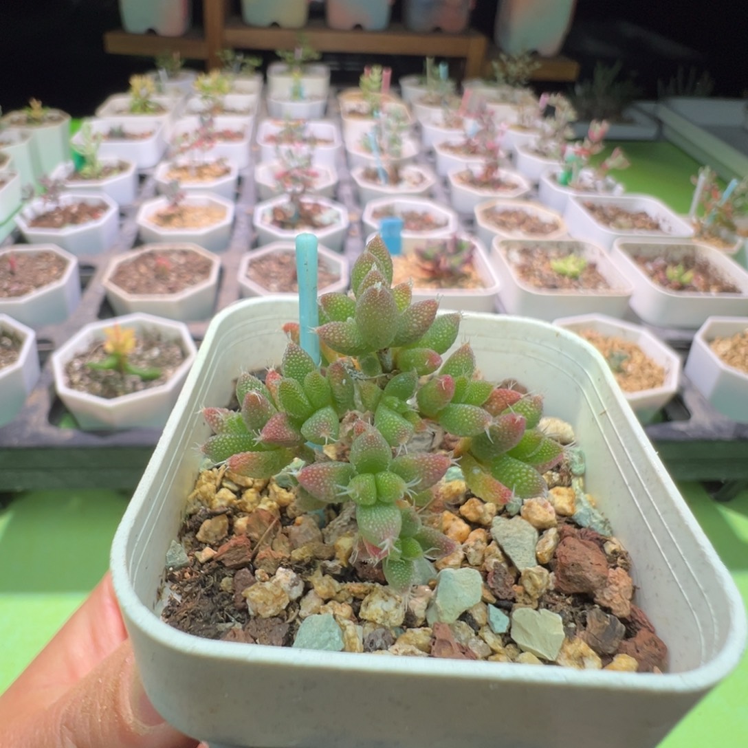 1912 实生彩虹兔耳，一年多，拍下不退不换