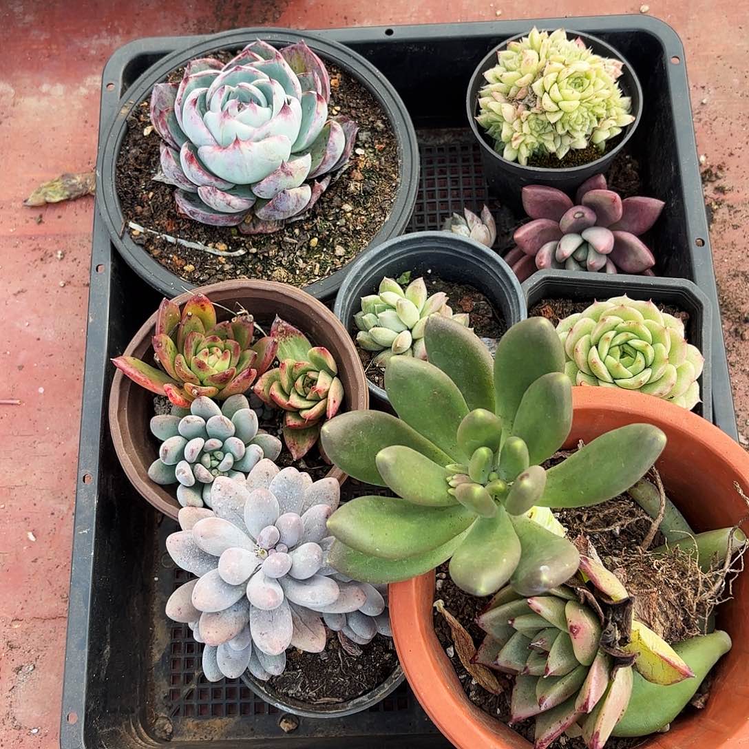 多肉植物框拍921号