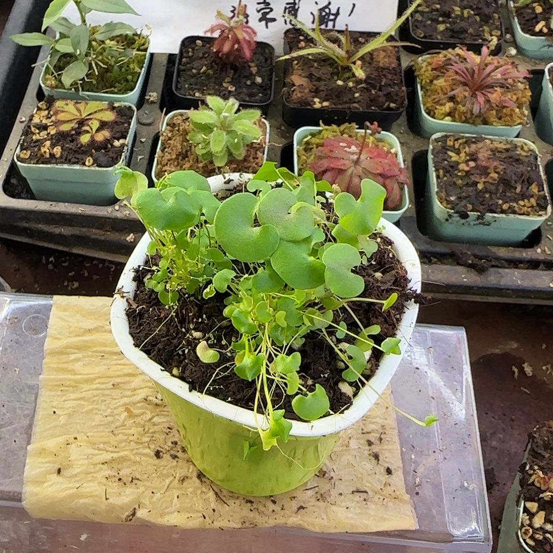 完全开放大肾叶交荷叶