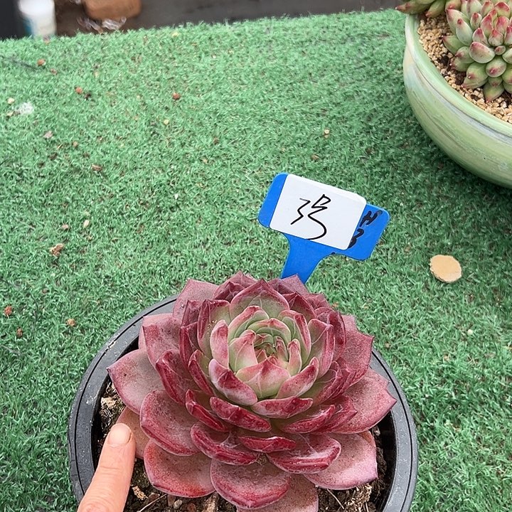 3夜魔一个脱土多肉