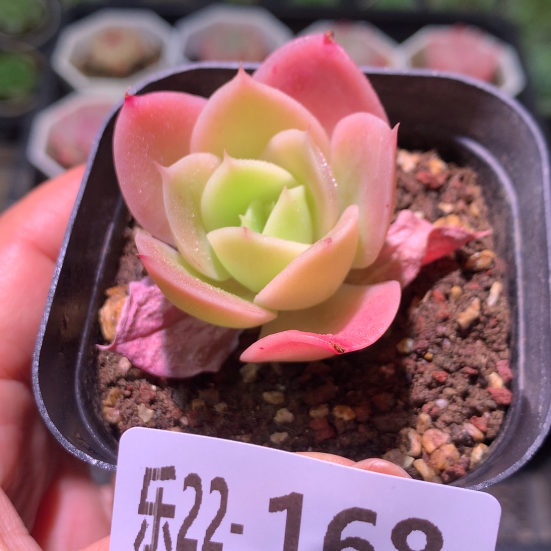 乐然22-168 柠檬酸橙 