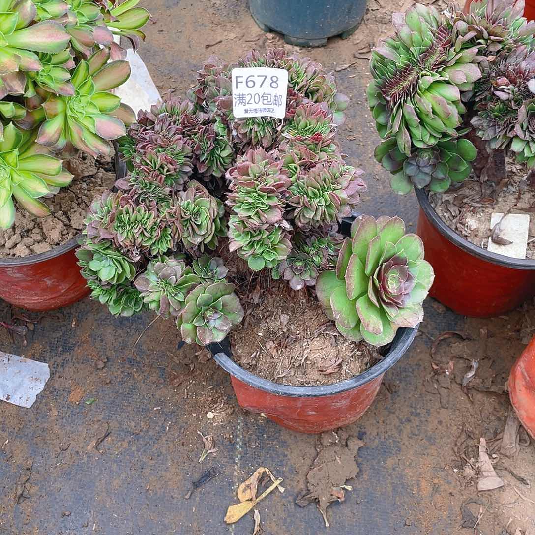 678万圣节缀化多肉有老伤