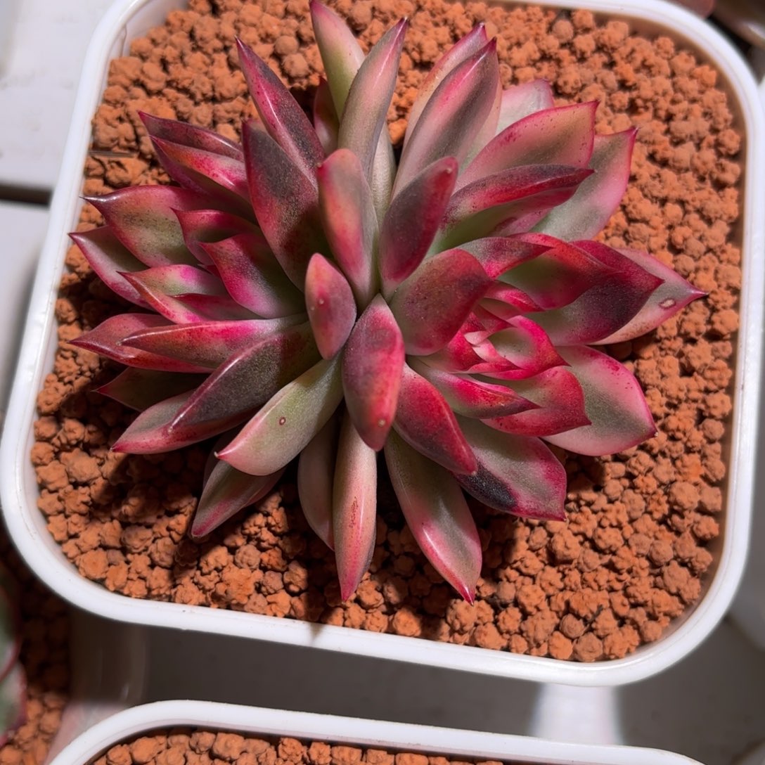 火焰山锦多肉植物