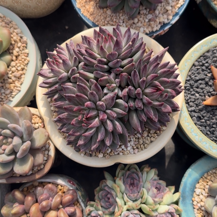 紫镜 群生 一物一拍