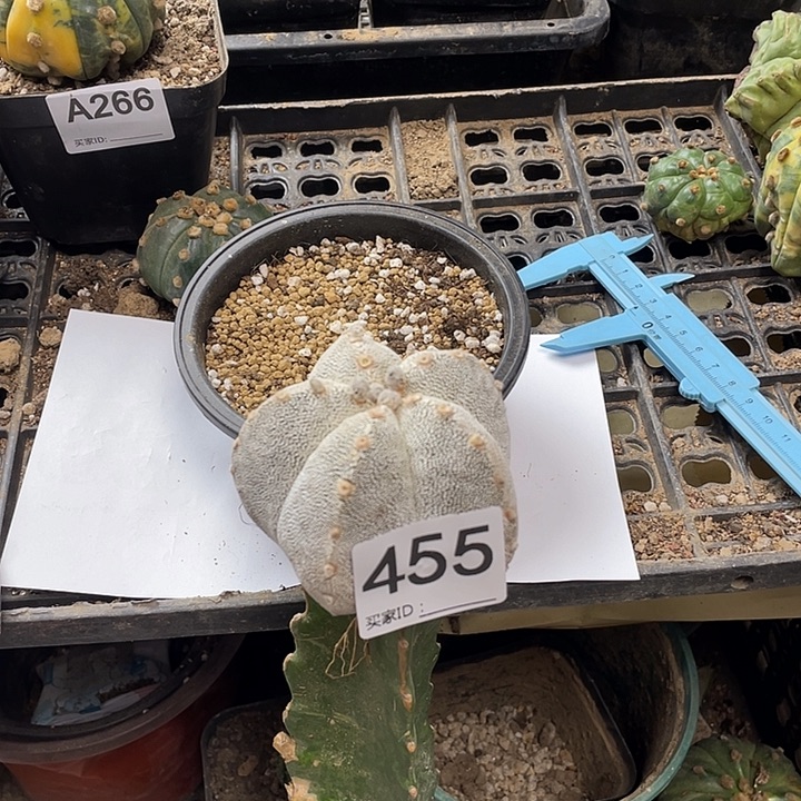 恩中栾风玉455号一颗