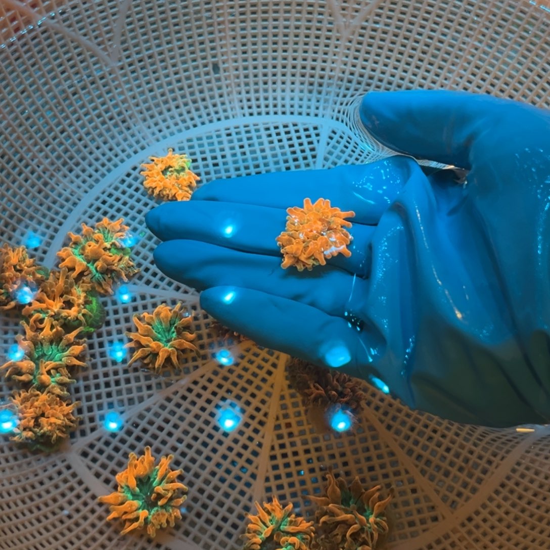 蟲***子纽扣珊瑚红奶11111