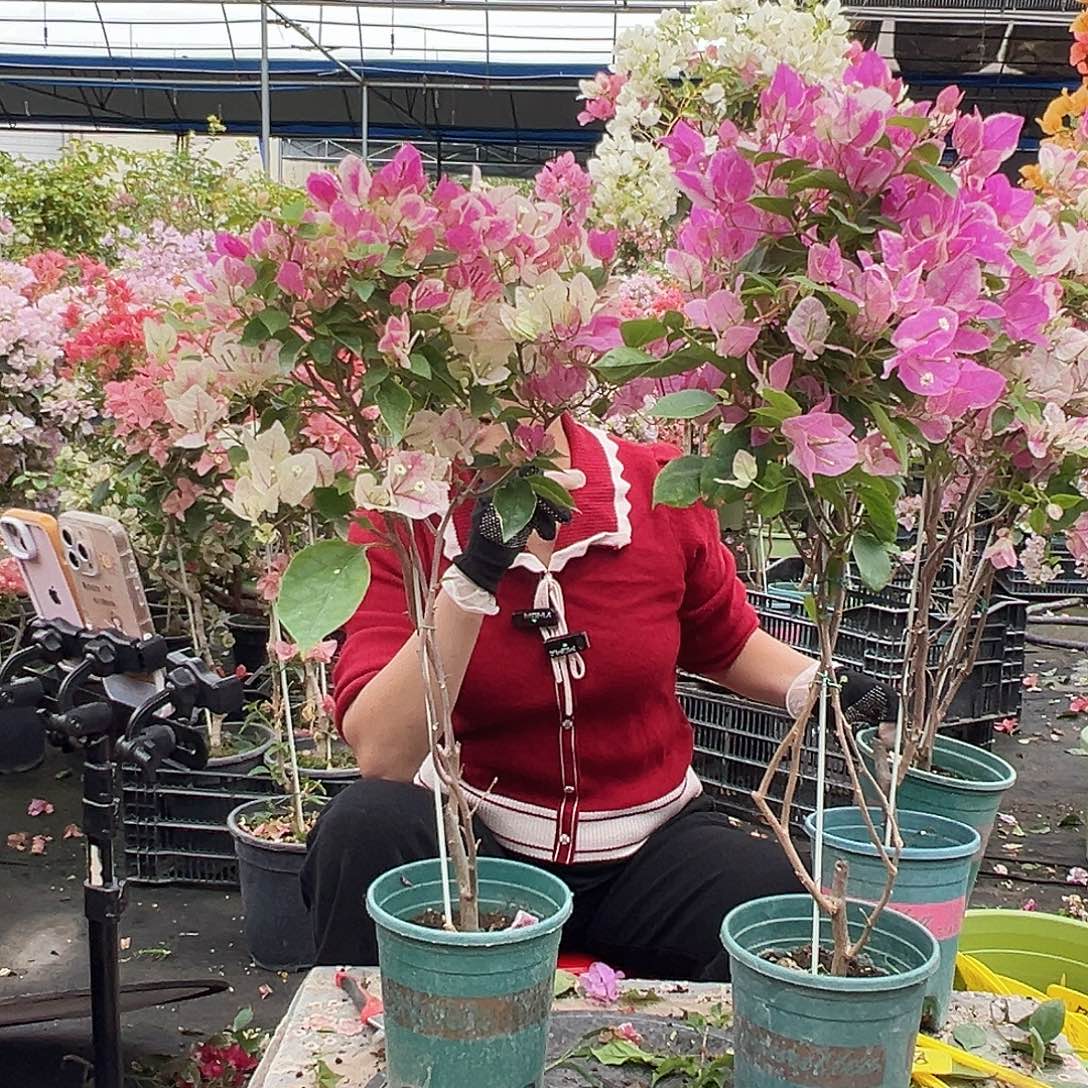 大部分花苞少量开放漳红樱带竹一棵，棒棒型